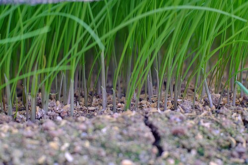 Korean wild chive: Korean wild chives ( Allium monanthum ) in Seosan, Korea