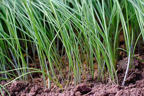 Korean wild chive: Korean wild chives ( Allium monanthum ) in Seosan, Korea