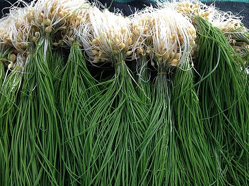 Korean wild chive: Korean wild chives ( Allium monanthum ) in Seosan, Korea