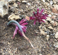 San Bernardino Mountain onion (Allium monticola)