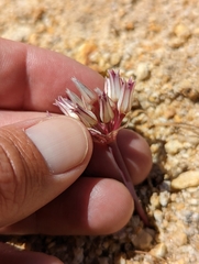 San Bernardino Mountain onion (Allium monticola)