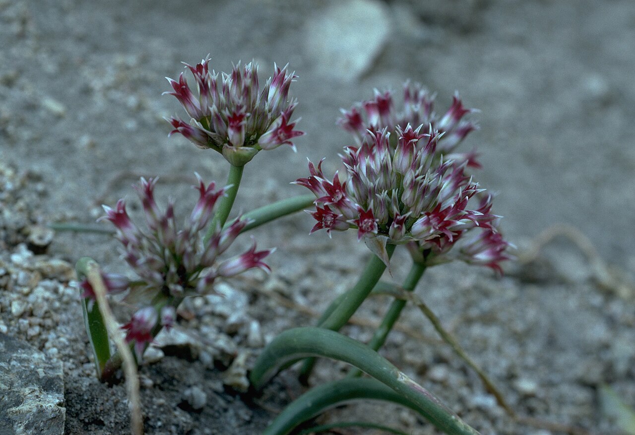San Bernardino Mountain onion: Allium monticola (San Bernardino Mountain onion).