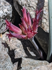 San Bernardino Mountain onion (Allium monticola)