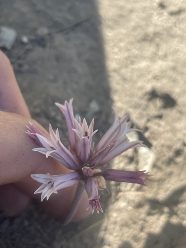 San Bernardino Mountain onion (Allium monticola)
