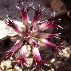 San Bernardino Mountain onion (Allium monticola)