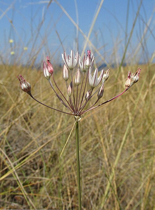 Allium moschatum: Лук мускусный (Allium moschatum). Верхушка побега с соцветием. Крым, Тарханкутский п-ов, балка Калоша, степь.
