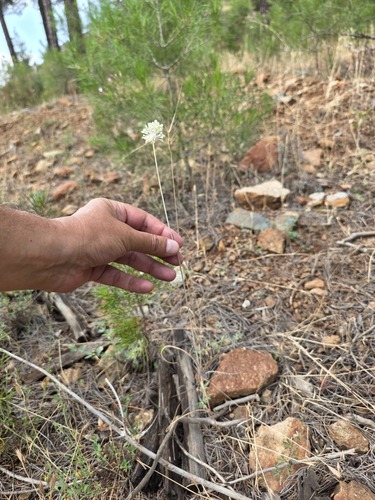 Allium myrianthum (Allium myrianthum)