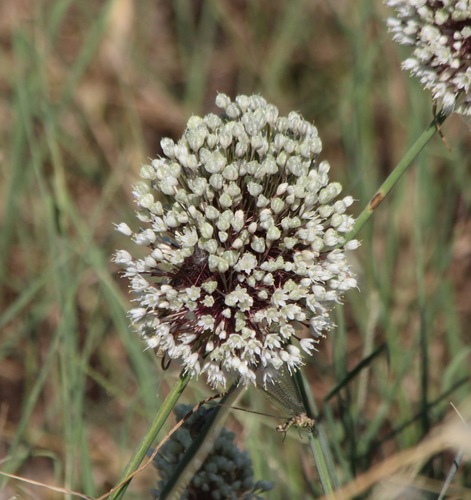 Allium myrianthum (Allium myrianthum)