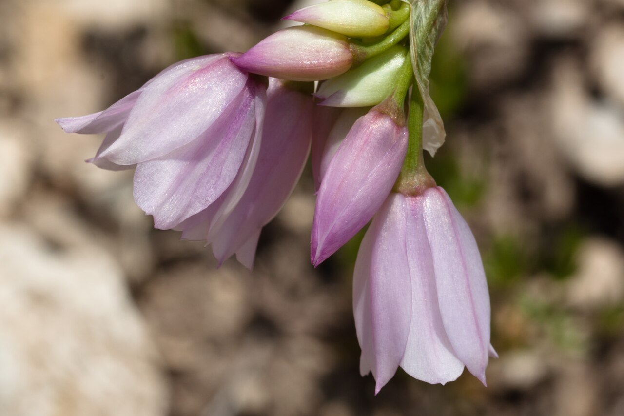 Allium narcissiflorum: Allium narcissiflorum-4701