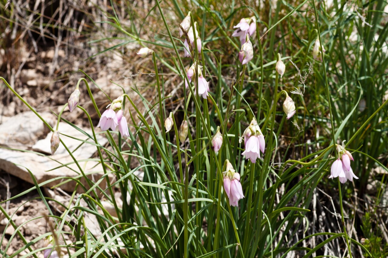 Allium narcissiflorum: Allium narcissiflorum-4700