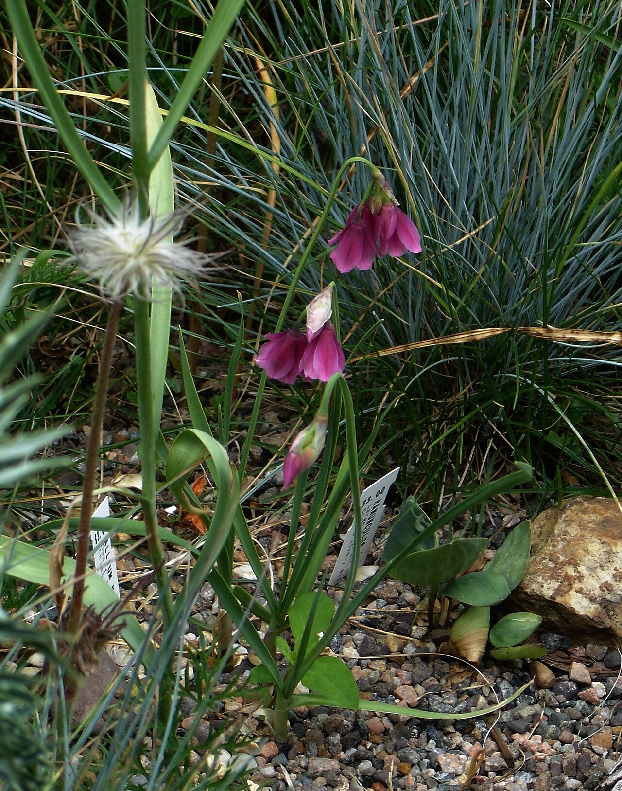 Allium narcissiflorum: And a gorgeous European alpine garlic.