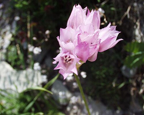 Allium narcissiflorum: (en) Allium narcissiflorum , a photography originating of the internet site http://sophy.u-3mrs.fr/ . The accord of the autor, H. Brisse, is here . (fr) Ail à f