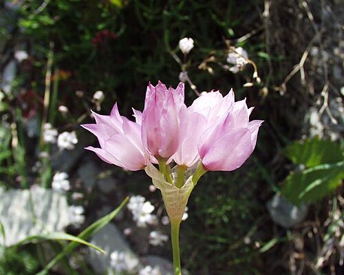 Allium narcissiflorum: (en) Allium narcissiflorum , a photography originating of the internet site http://sophy.u-3mrs.fr/ . The accord of the autor, H. Brisse, is here . (fr) Ail à f