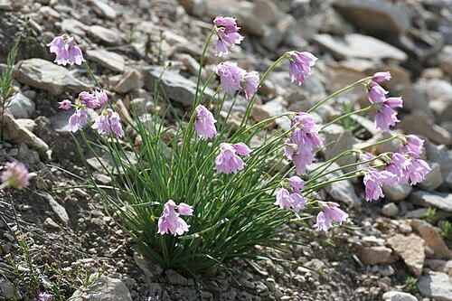 Allium narcissiflorum: (en) Allium narcissiflorum , a photography originating of the internet site http://sophy.u-3mrs.fr/ . The accord of the autor, H. Brisse, is here . (fr) Ail à f