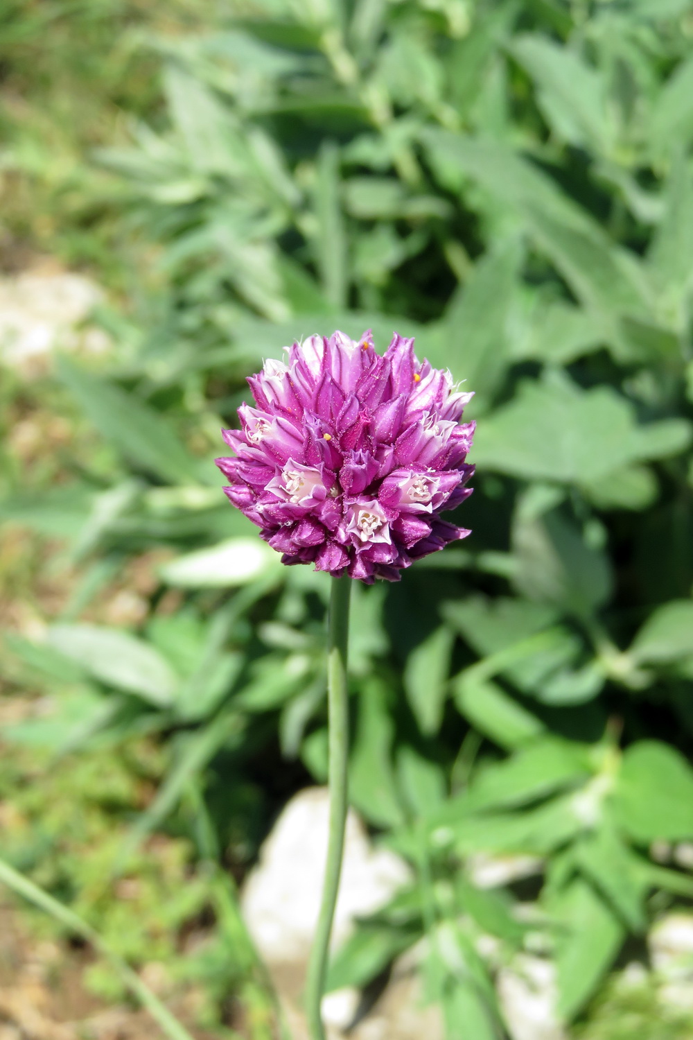 Allium nathaliae: Allium nathaliae