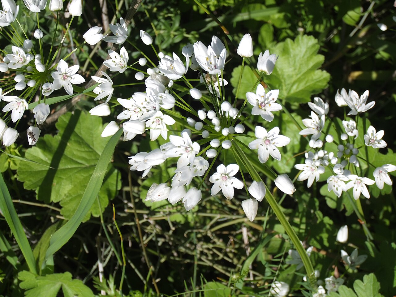 White garlic: Allium neapolitanum blossoming in early Spring