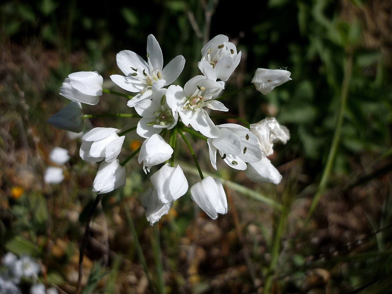White garlic: Allium neapolitanum . In Torà (Segarra-Catalunya). To 590 m. altitude