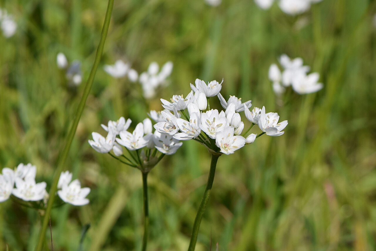 White garlic: Allium neapolitanum in Vila Velha de Ródão in Portugal