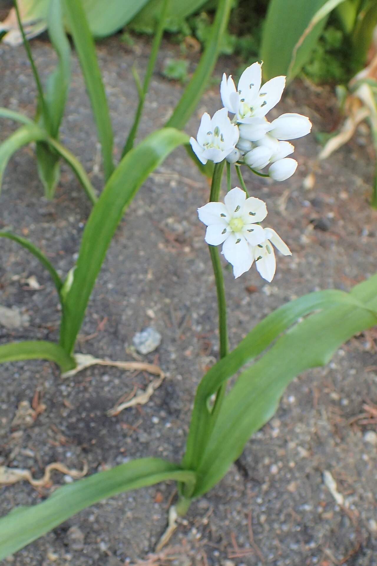 White garlic: Allium neapolitanum in Cluj-Napoca Botanical Garden