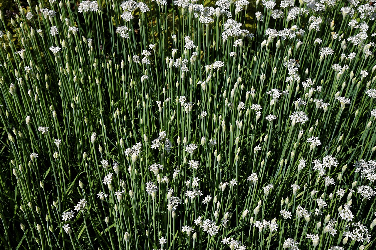 White garlic: Allium neapolitanum , or Neapolitan Garlic, Naples Garlic, Daffodil Garlic, False Garlic, Flowering Onion, Naples Onion, Guernsey Star-of-Bethlehem, Star, White