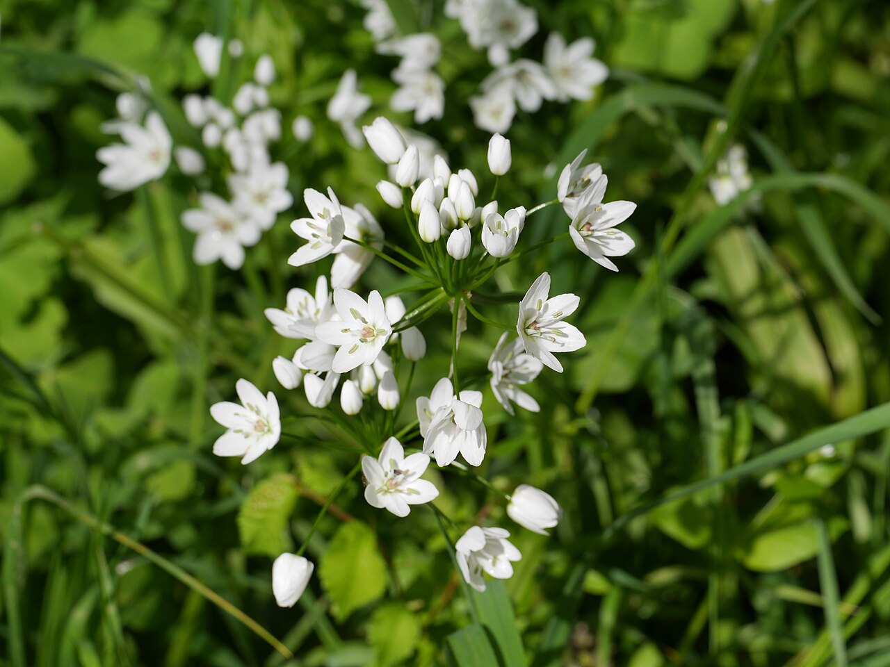 White garlic: This photo was taken with Panasonic Lumix DMC-GH3 camera, thanks to Panasonic . You can see all photographs in category: Taken with Panasonic Lumix DMC-GH3 .