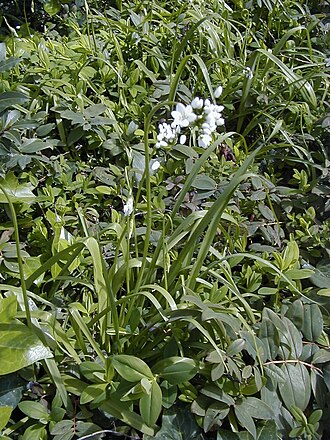 White garlic: Allium neapolitanum . Real Jardín Botánico de Madrid , subespontáneo.