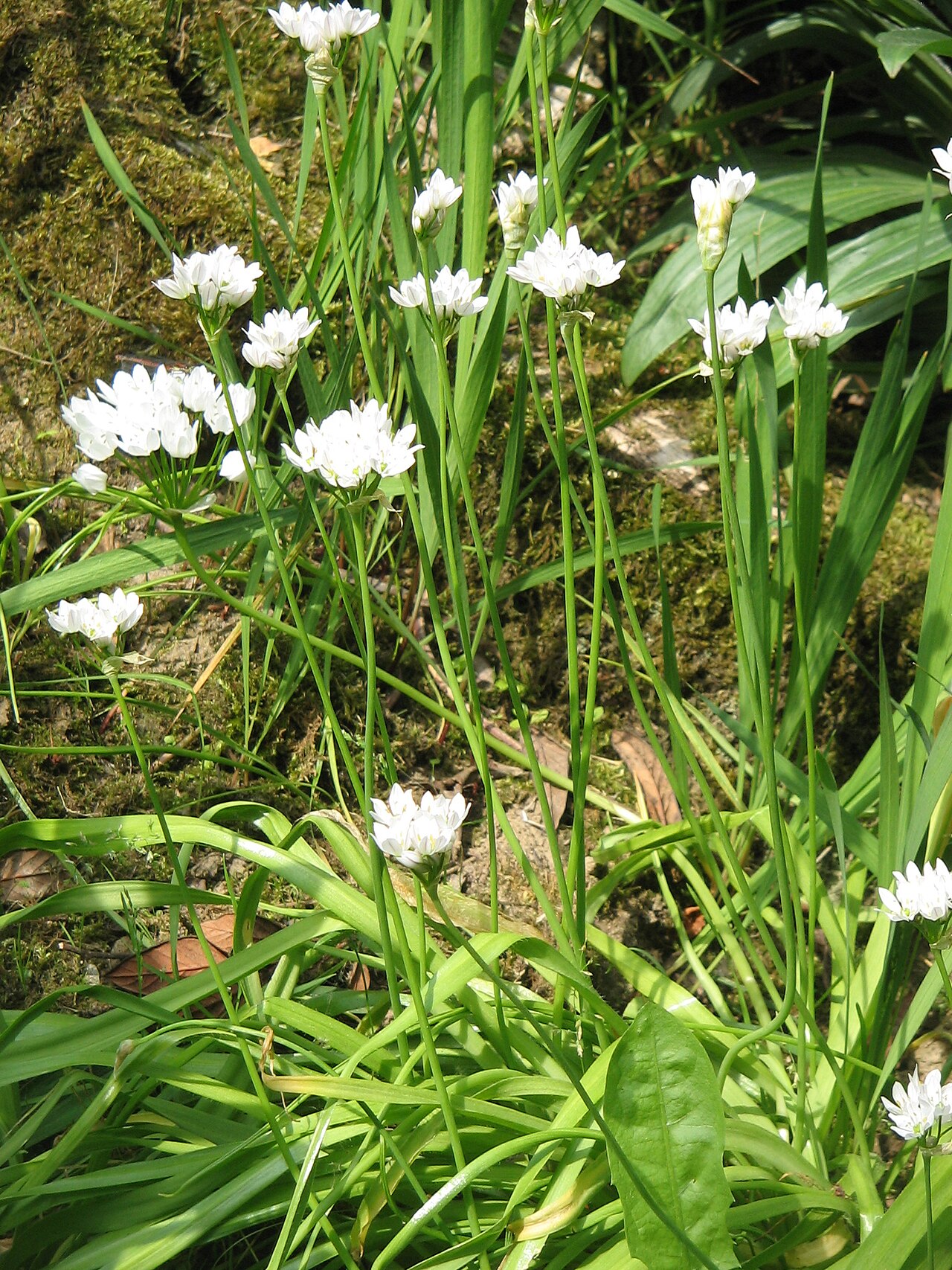 White garlic: Allium neapolitanum clump