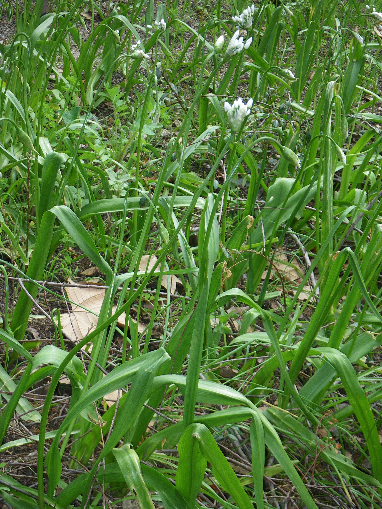 White garlic: Allium neapolitanum , subespontáneo en el Real Jardín Botánico, Madrid, España.