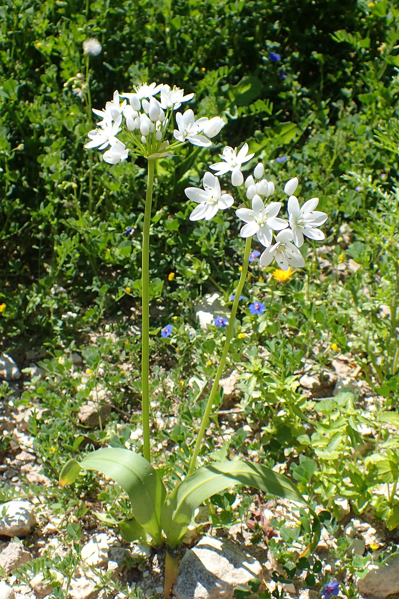 White garlic: Allium neapolitanum in Akamas Botanical Garden in Cyprus