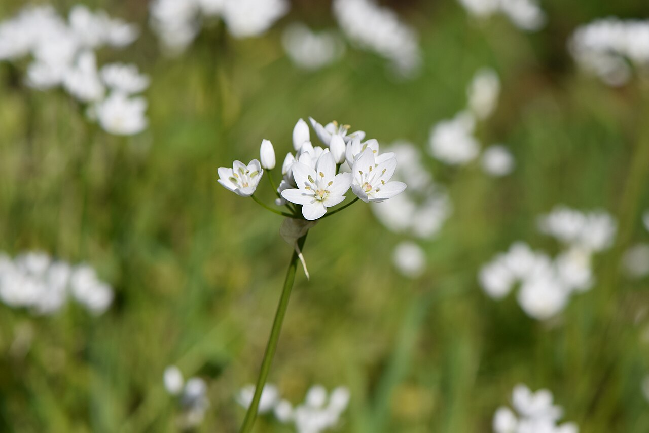White garlic: Allium neapolitanum in Vila Velha de Ródão in Portugal