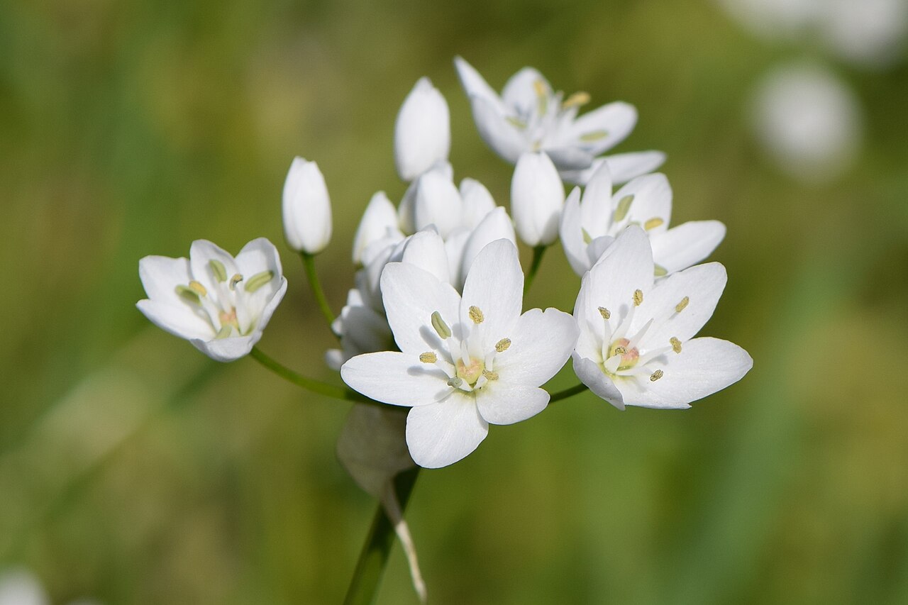 White garlic: Allium neapolitanum in Vila Velha de Ródão in Portugal