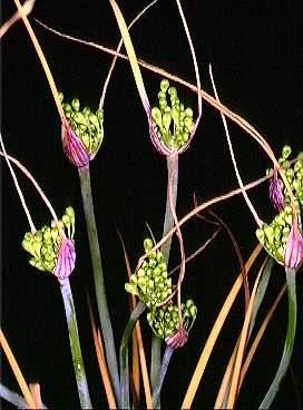 Allium nebrodense: Sicilian botanical endemisms Allium nebrodense