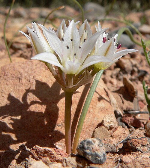 Nevada onion: Allium nevadense alongside the Pine Creek Canyon trail near the trailhead, Red Rock Canyon, Spring Mountains, southern Nevada