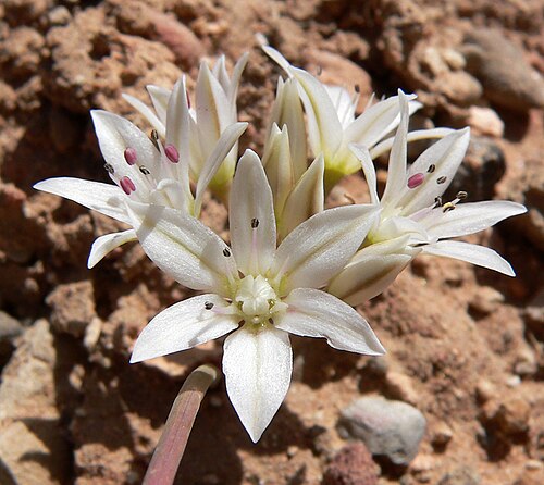 Nevada onion: Allium nevadense alongside the Pine Creek Canyon trail near the trailhead, Red Rock Canyon, Spring Mountains, southern Nevada