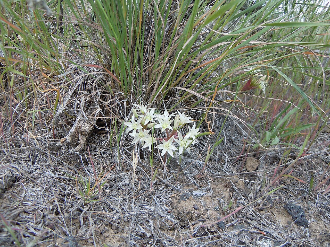 Nevada onion: The Nevada onion occurs occasionally in the sagebrush steppe on the lowlands of the INL administered lands.