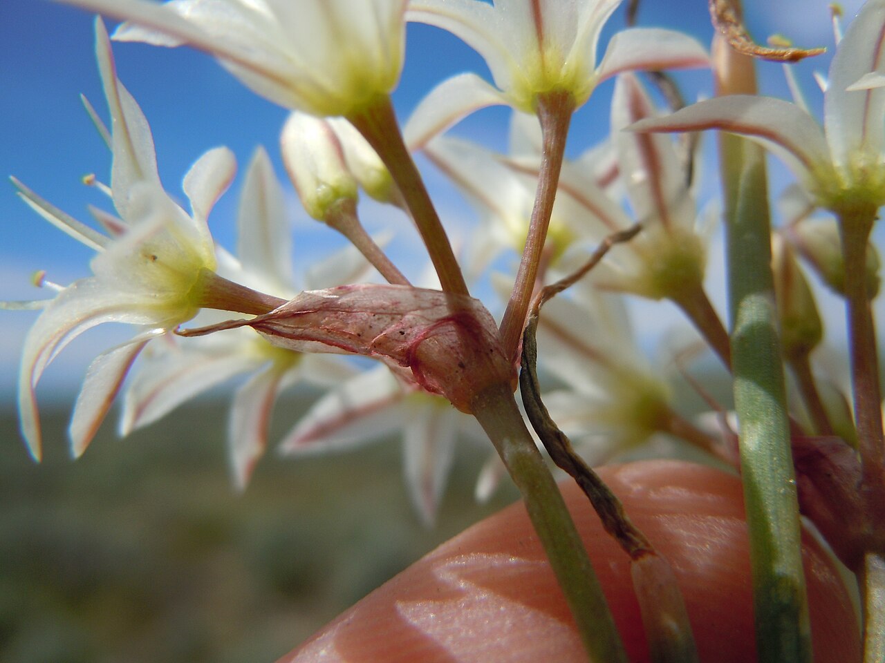 Nevada onion: The Nevada onion occurs occasionally in the sagebrush steppe on the lowlands of the INL administered lands.