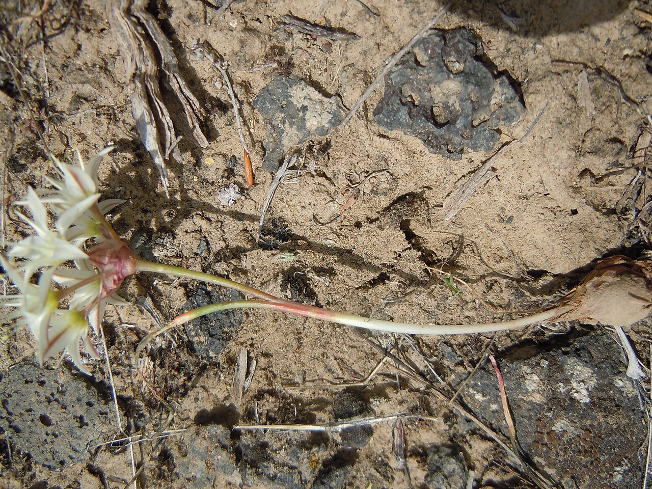 Nevada onion: The Nevada onion occurs occasionally in the sagebrush steppe on the lowlands of the INL administered lands.