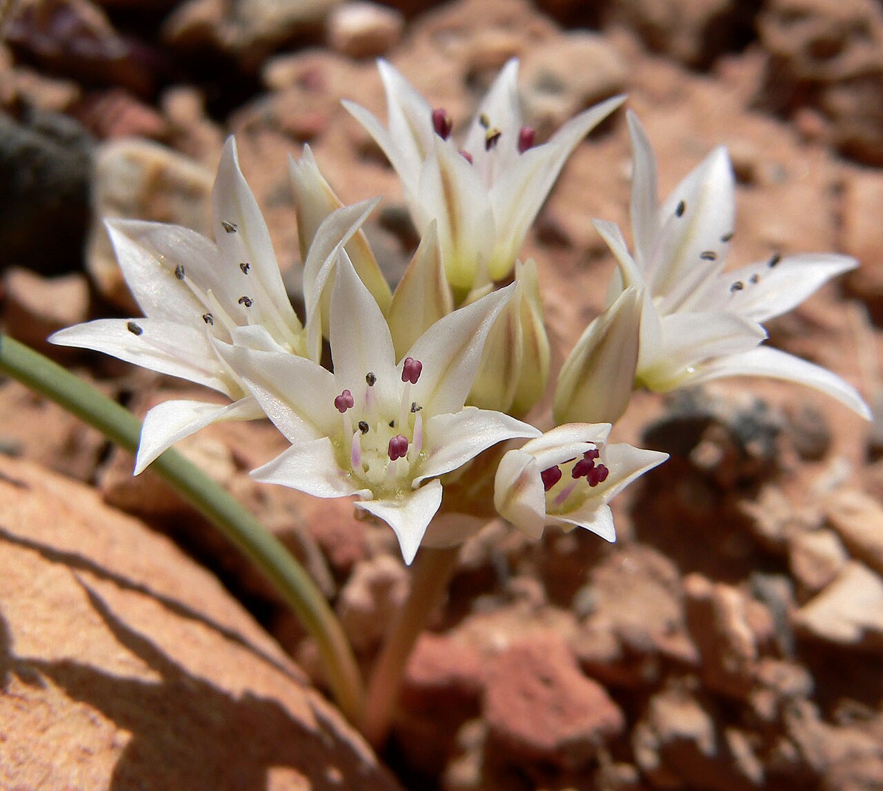 Nevada onion: Allium nevadense alongside the Pine Creek Canyon trail near the trailhead, Red Rock Canyon, Spring Mountains, southern Nevada