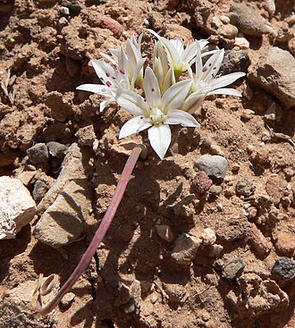 Nevada onion: Allium nevadense alongside the Pine Creek Canyon trail near the trailhead, Red Rock Canyon, Spring Mountains, southern Nevada