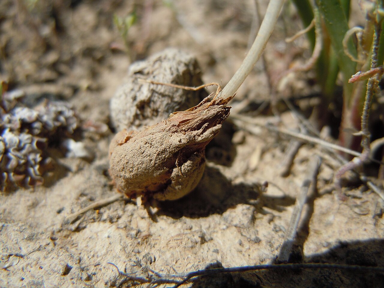 Nevada onion: The Nevada onion occurs occasionally in the sagebrush steppe on the lowlands of the INL administered lands.
