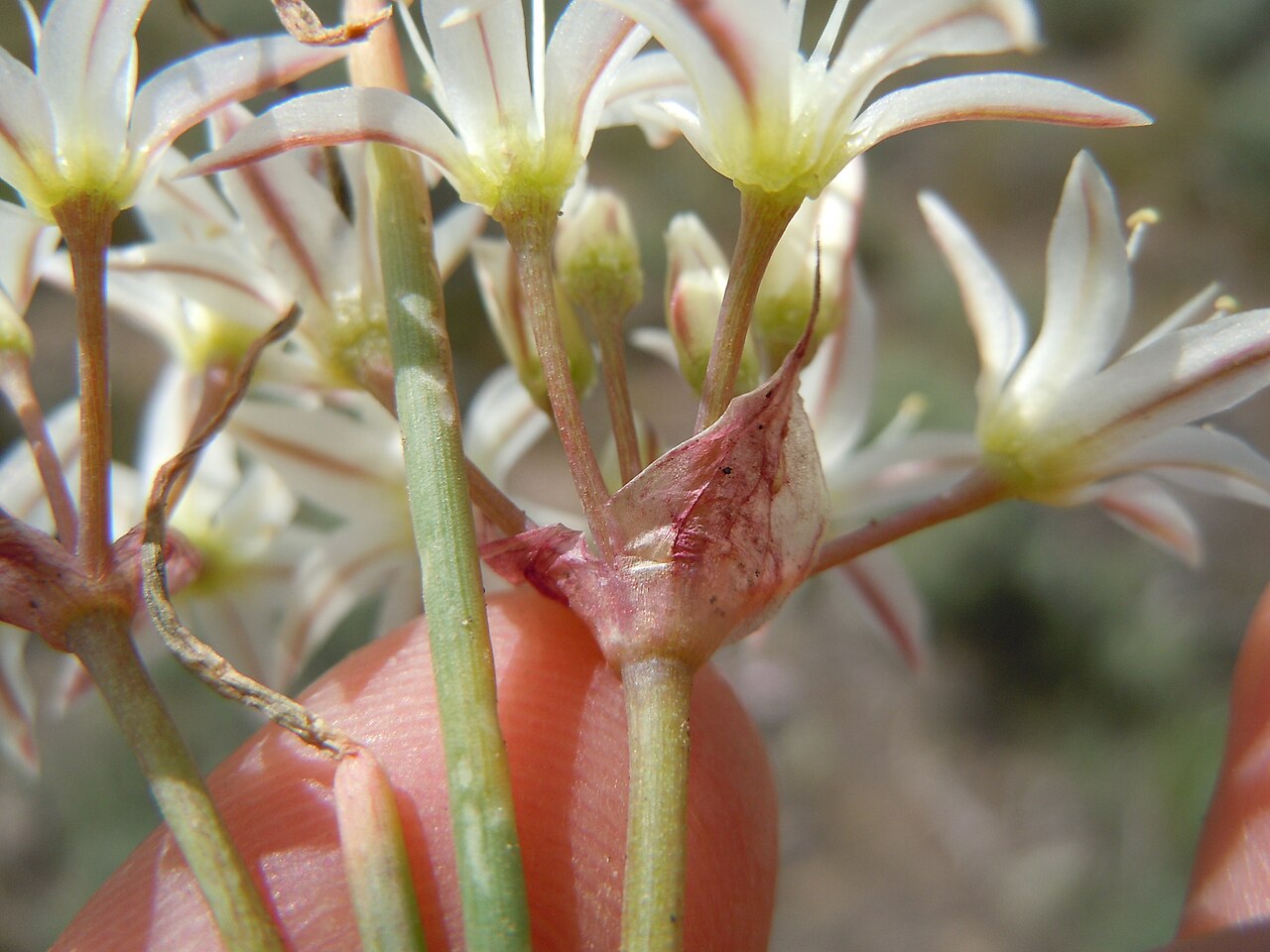 Nevada onion: The Nevada onion occurs occasionally in the sagebrush steppe on the lowlands of the INL administered lands.
