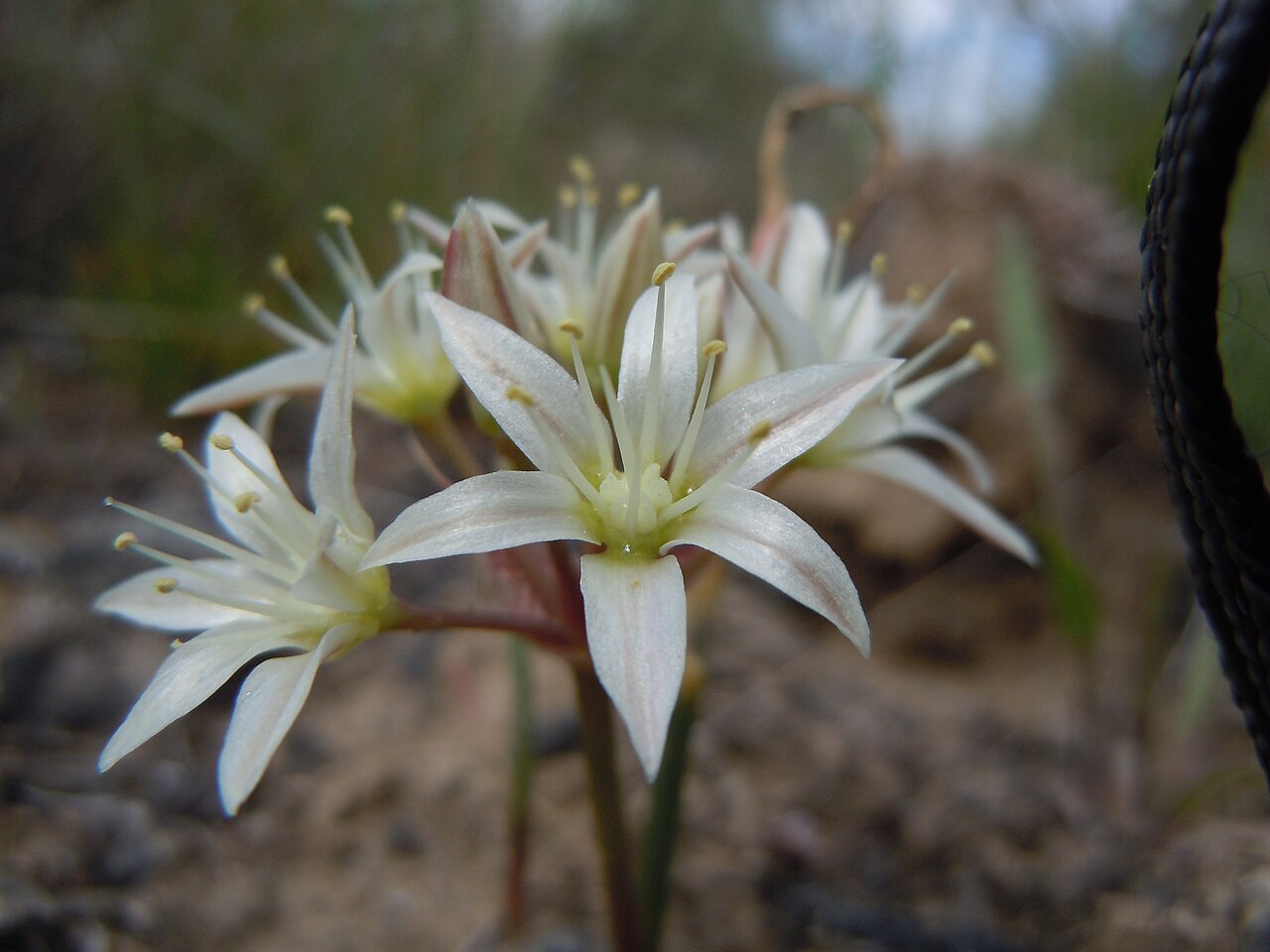 Nevada onion: The Nevada onion occurs occasionally in the sagebrush steppe on the lowlands of the INL administered lands.