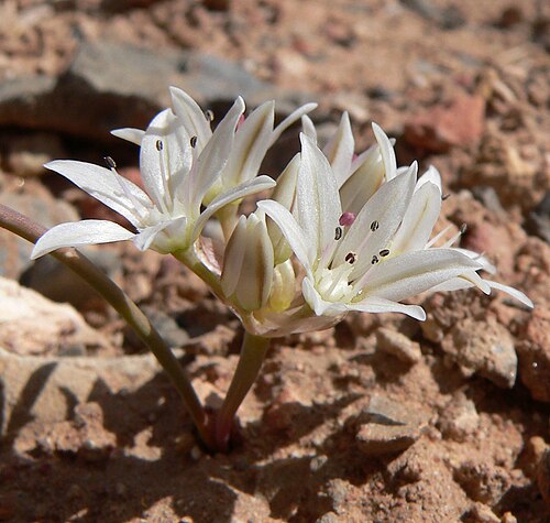 Nevada onion: Allium nevadense alongside the Pine Creek Canyon trail near the trailhead, Red Rock Canyon, Spring Mountains, southern Nevada