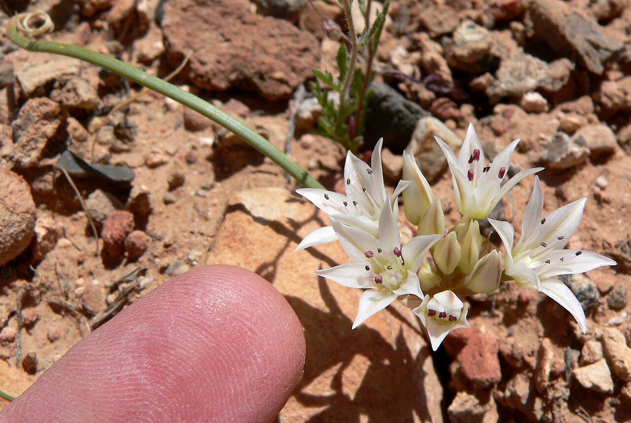 Nevada onion: Allium nevadense alongside the Pine Creek Canyon trail near the trailhead, Red Rock Canyon, Spring Mountains, southern Nevada