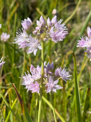 Nevius' garlic (Allium nevii)