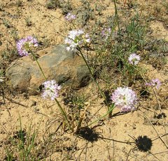 Nevius' garlic (Allium nevii)