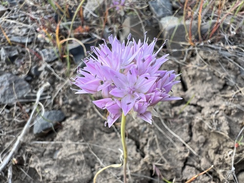 Nevius' garlic (Allium nevii)