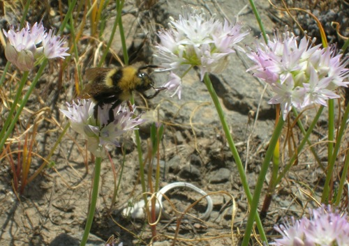 Nevius' garlic (Allium nevii)