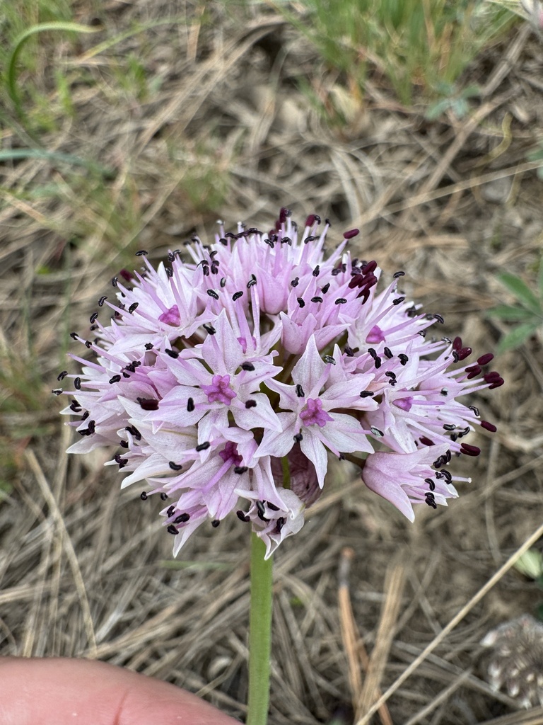 Nevius' garlic (Allium nevii)