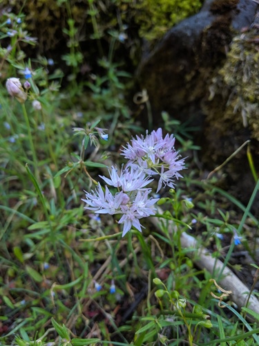 Nevius' garlic (Allium nevii)
